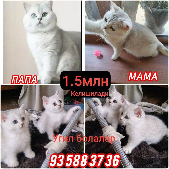 Мушукчалар сотиоади