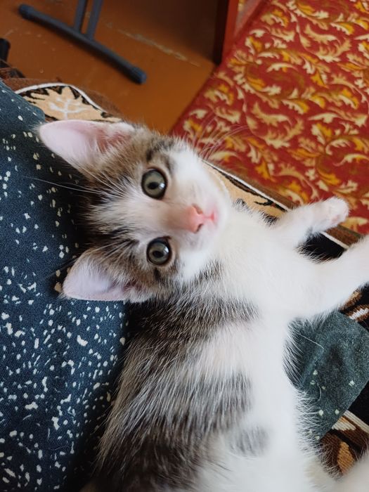 Отдам котёнка мальчика