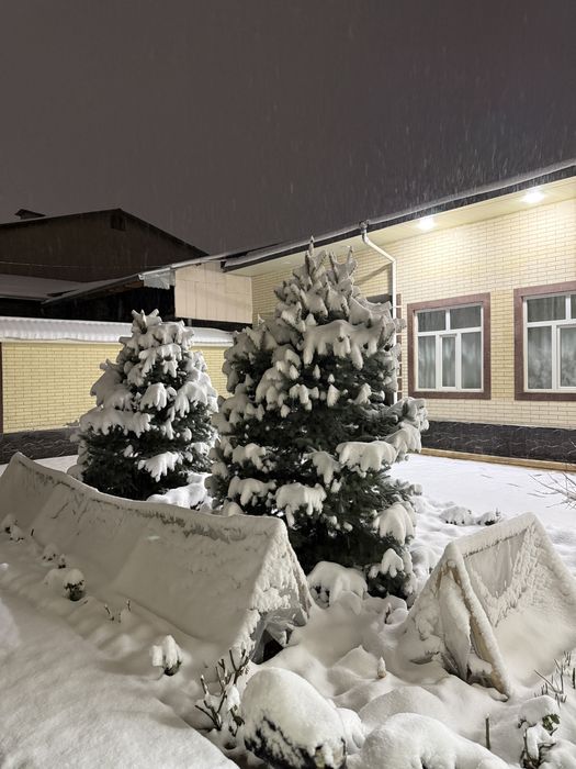 Арча голубая ель узунлиг 2.80 метр енига 1.70