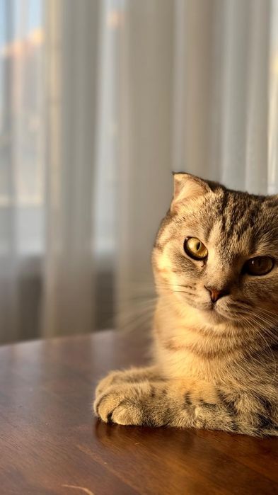 Кошка вислоухие Чистая