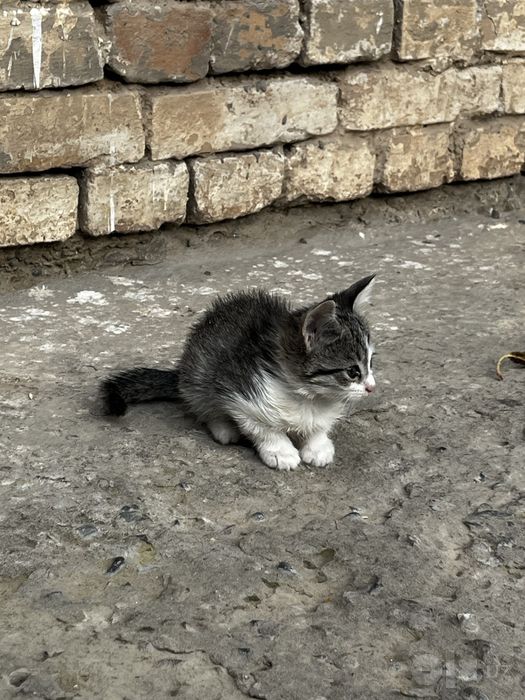 Котята бесплатно в добрые руки!