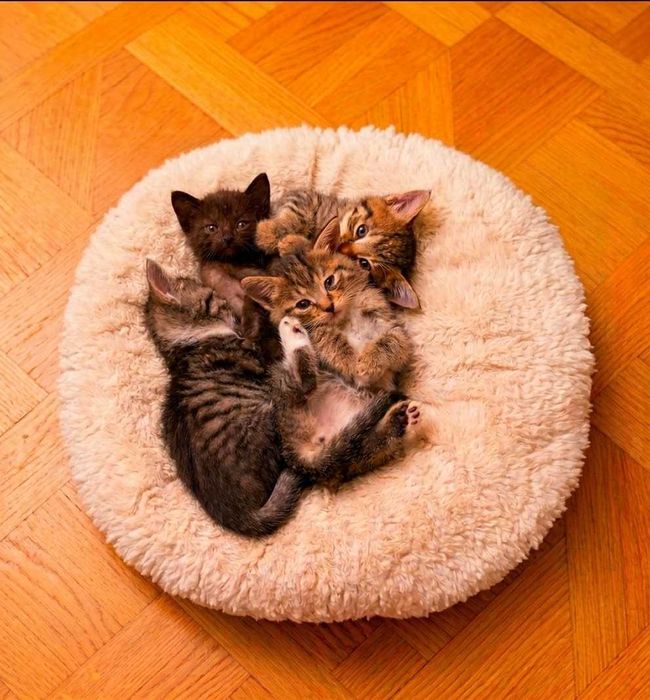 Котята в Добрые руки