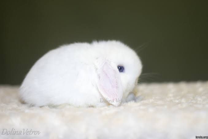 Декаротивный кролик