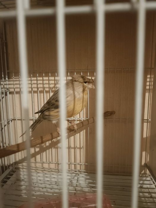 Când 3 canari 2 fețe și 1 mascul