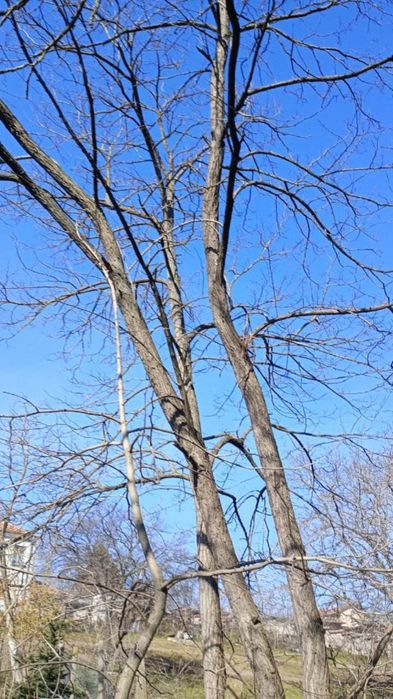 10 броя акации високи около 15 метра.