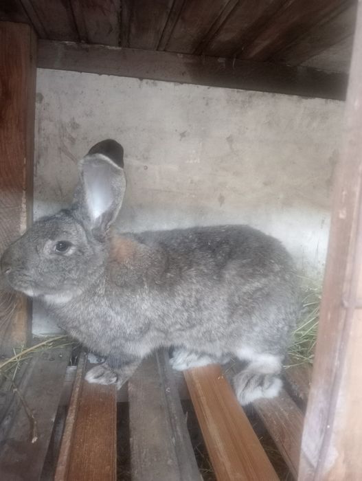 Продам кролчиху с кролчатами и Крола