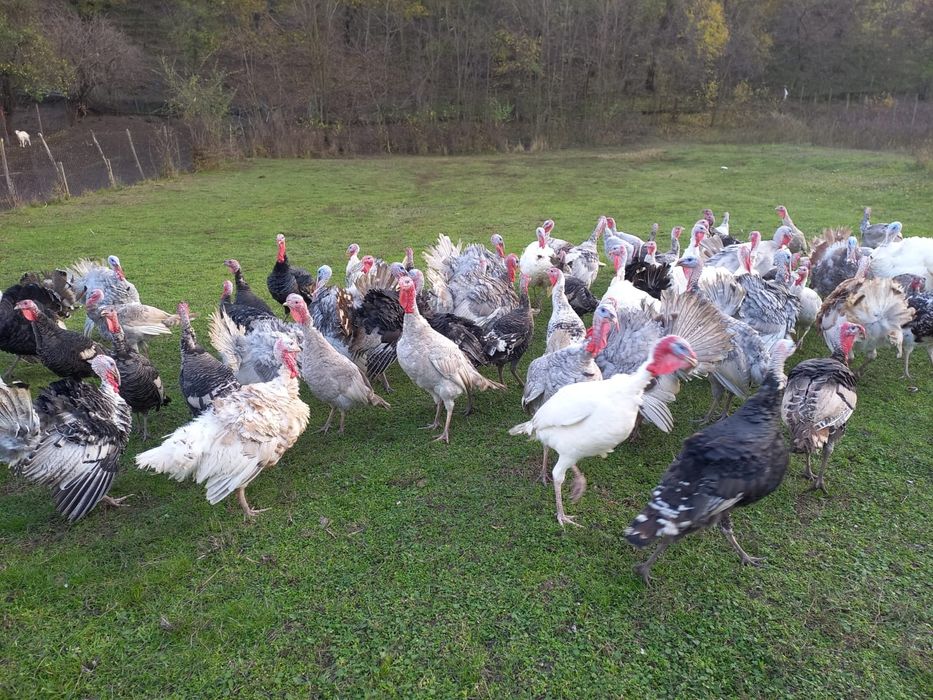 Vând curcani și curci de tara
