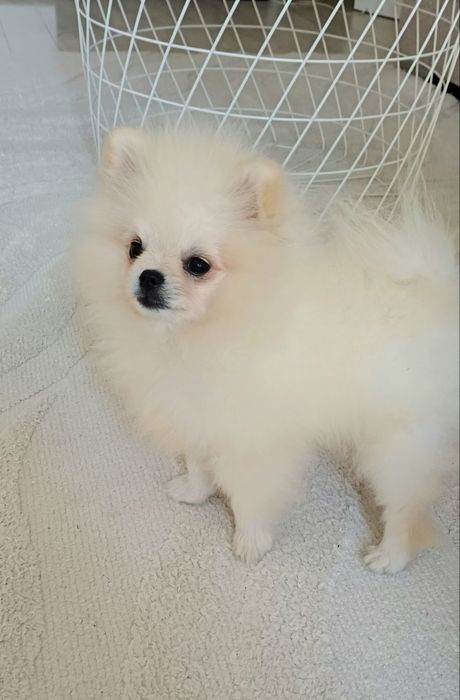 Продавам Померан