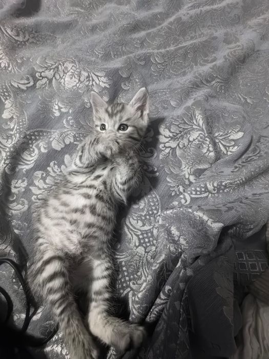 Отдам котят  в добрые руки
