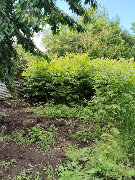 Vind livada de nuci cu micro ferma de pasari