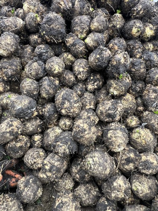 Telina print de vanzare