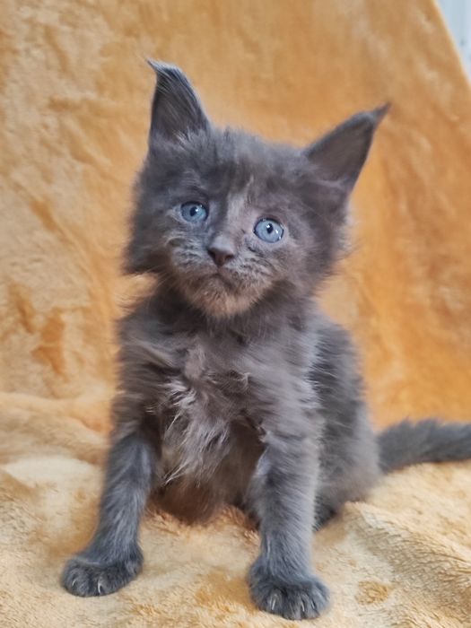 Котята породы Мейн-кун