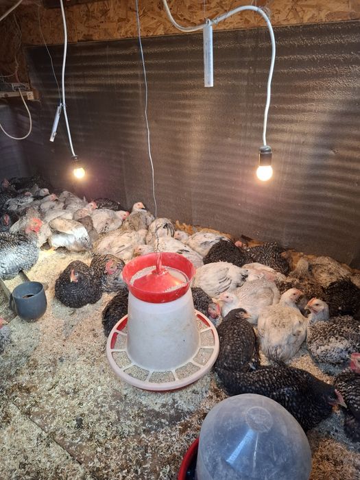 Pui de gaina de vinzare virste diferite de la 5 zile la 2 luni  diferite rase