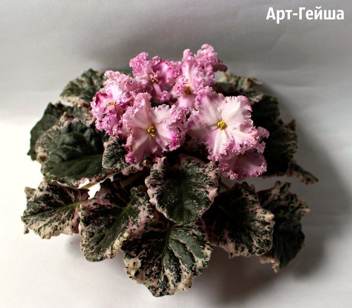 Детки сортовых фиалок