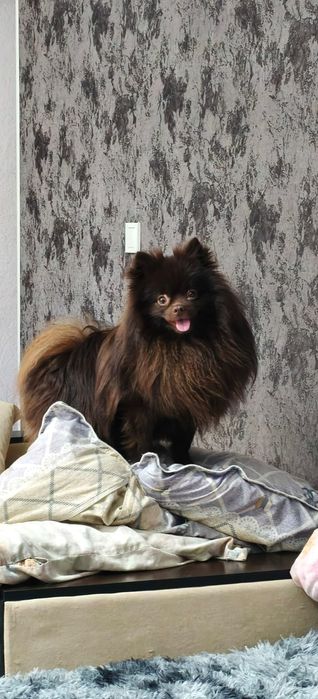 Кобель на случку