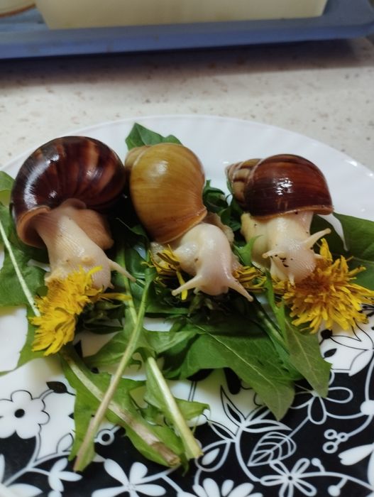 Улитки ахатина домашник