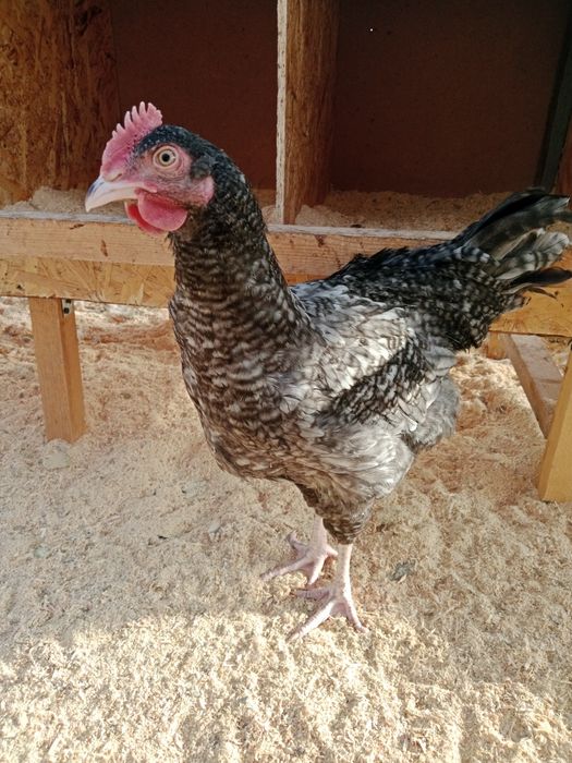 Молодые здоровые Петушки