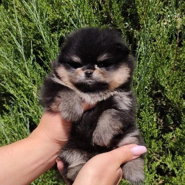 Щенки померанского шпица