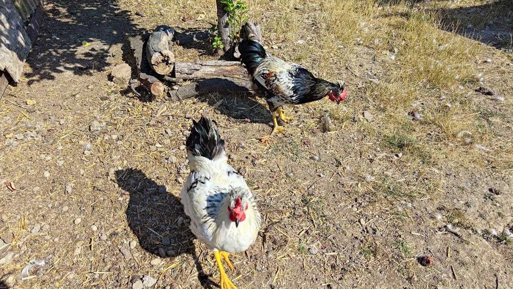 Vand cocosi de curte