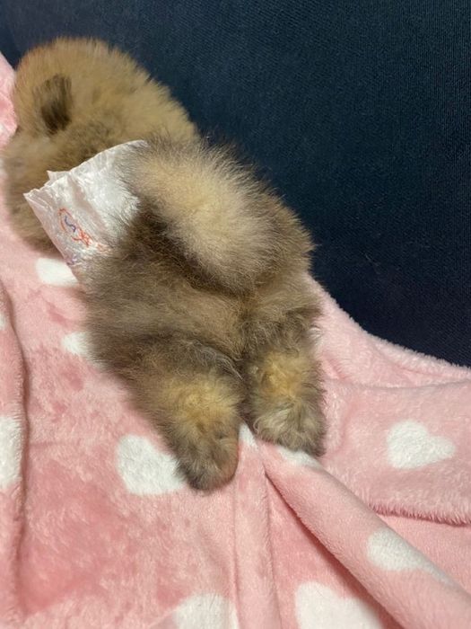 Бронь на щенков шпиц