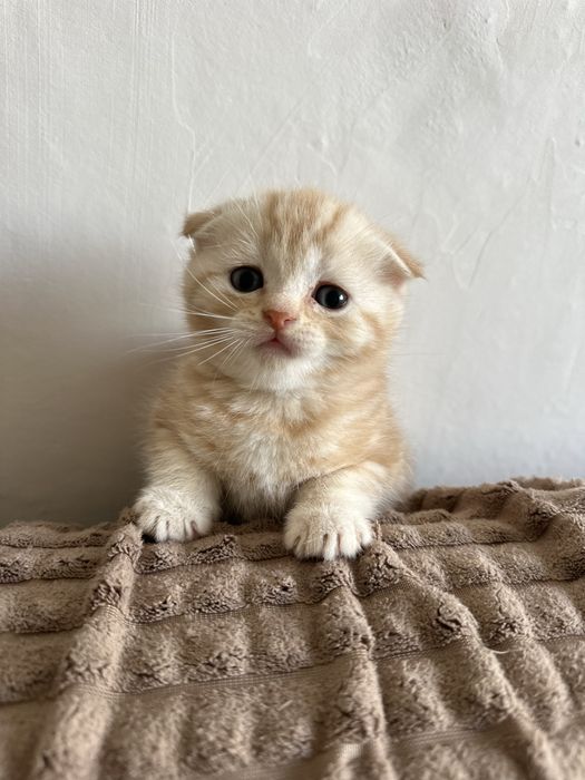 Продам шотландских котят