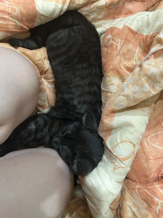 Отдам кошку в добрые руки