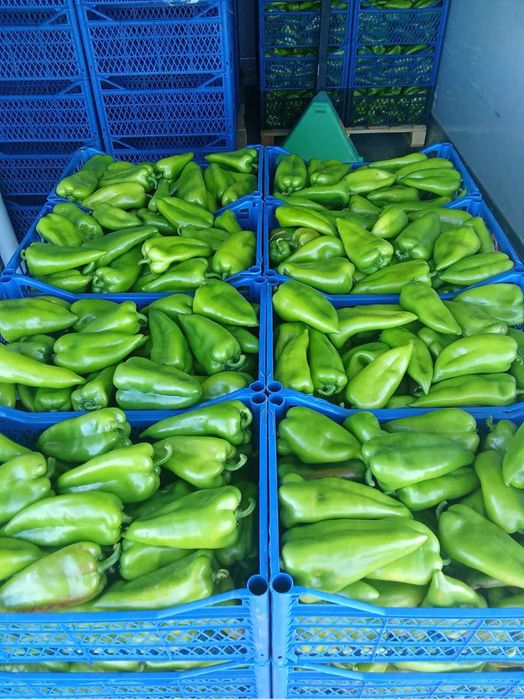 Пипер Капия Големи количества!