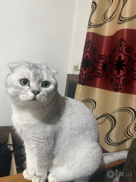 Scottish Fold (Шотландский вислоухий)