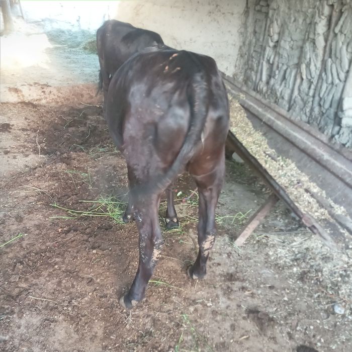 G'unajinlar sotiladi