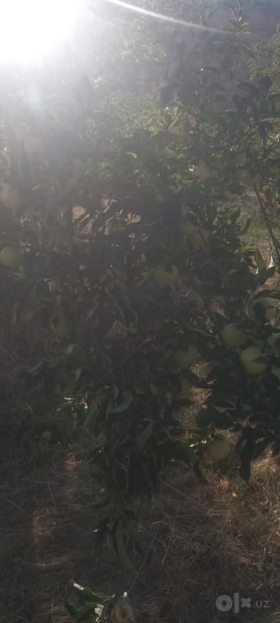 Olma sifati yaxshi narxini telda kelishamiz