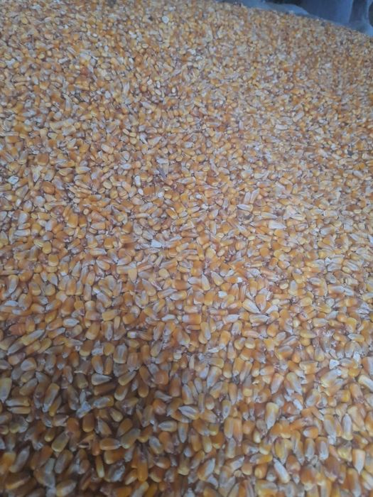 Продам кукуруза зерно..