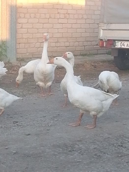 Продам гусей на племя.