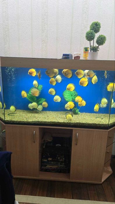 Аквариумные рыбки дискус