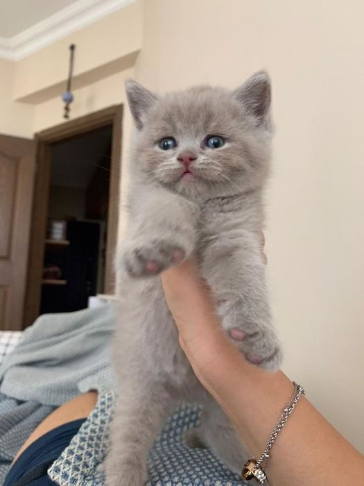 Продам шотландских котят