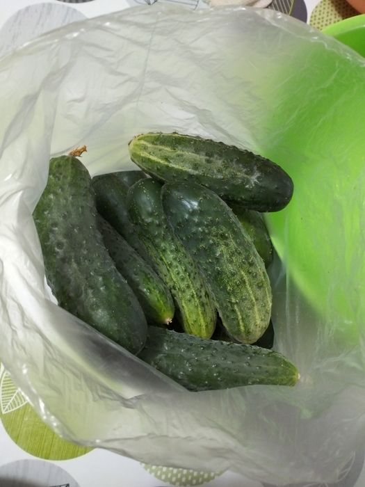 Продам домашние огурцы