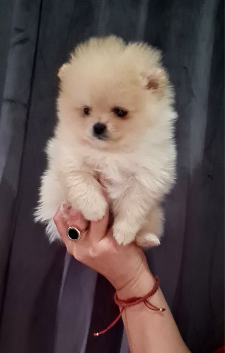 Померан мини мъжко и женско