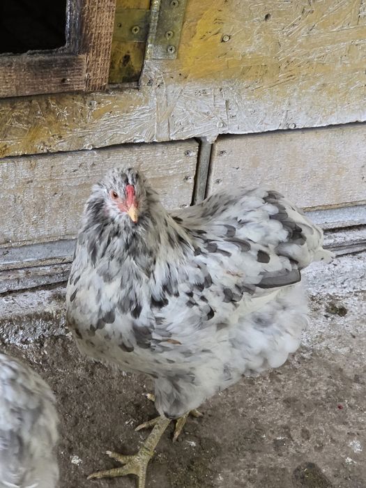 Gaina+ cocos  araucana splash