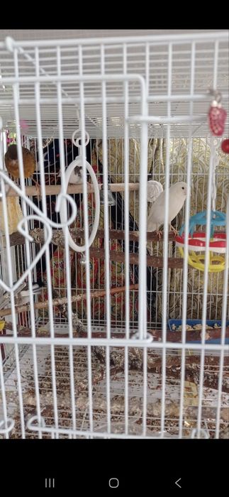 Канарейкалар сотилади