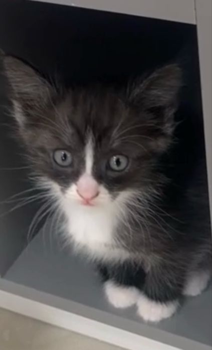 Отдам милых котят бесплатно