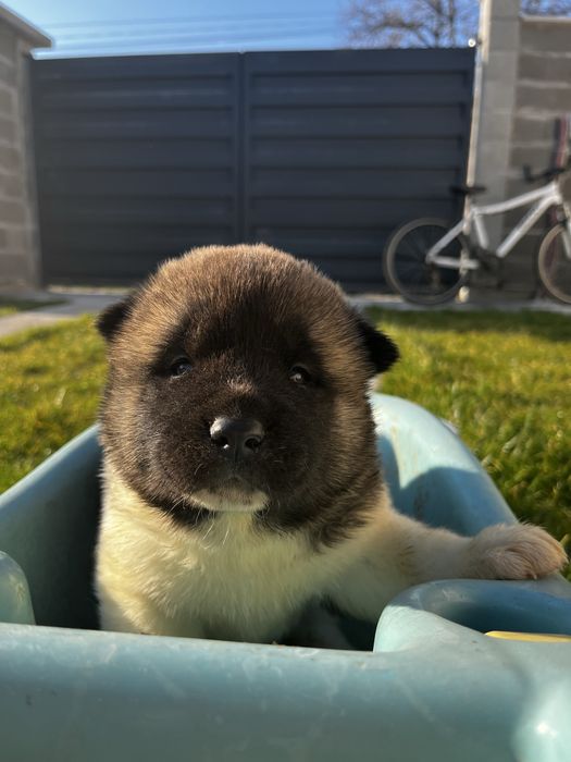 Akita American