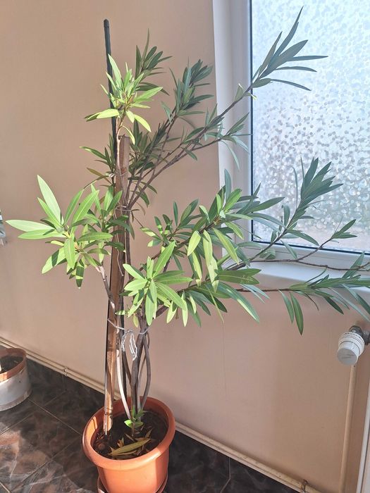 Leandrii de interior