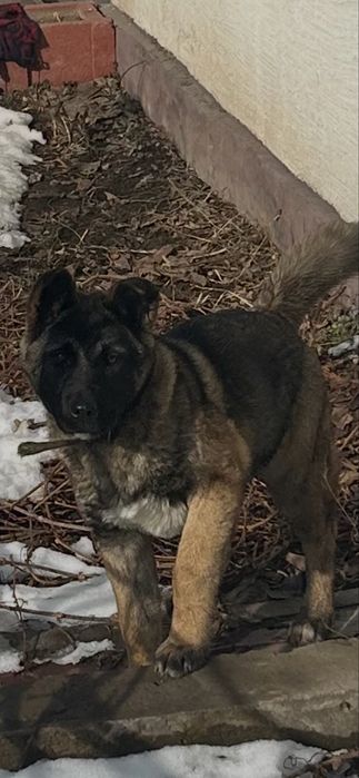 Продам щенка америкаскай акиты !