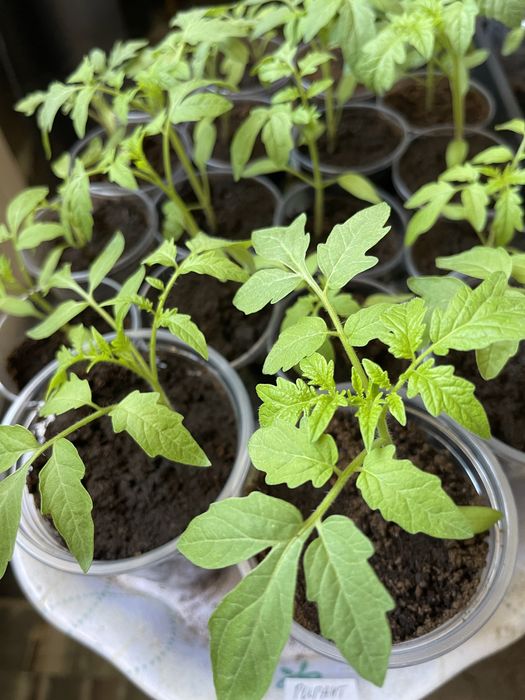Рассада помидор