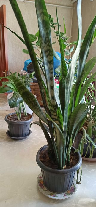 разные комнатные  растения