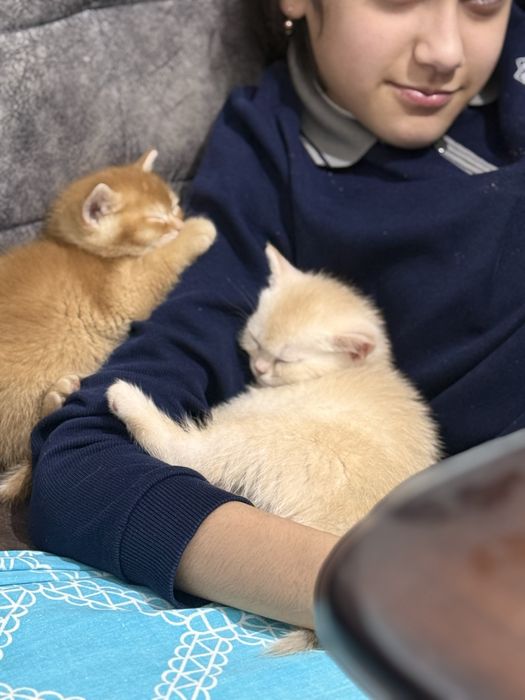 Skotsh strayt ikki oylik latok biladi ovqat yeydi juda aqilli