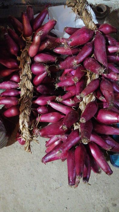 Ceapa roșie de Buzău