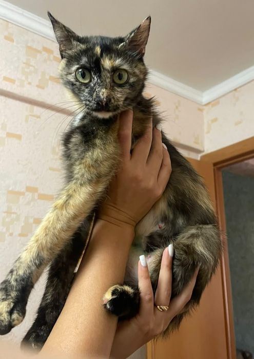 Кошечка в поисках дома