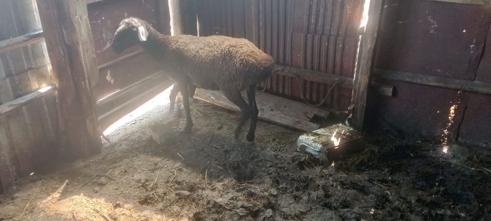 Продам овечку!!!