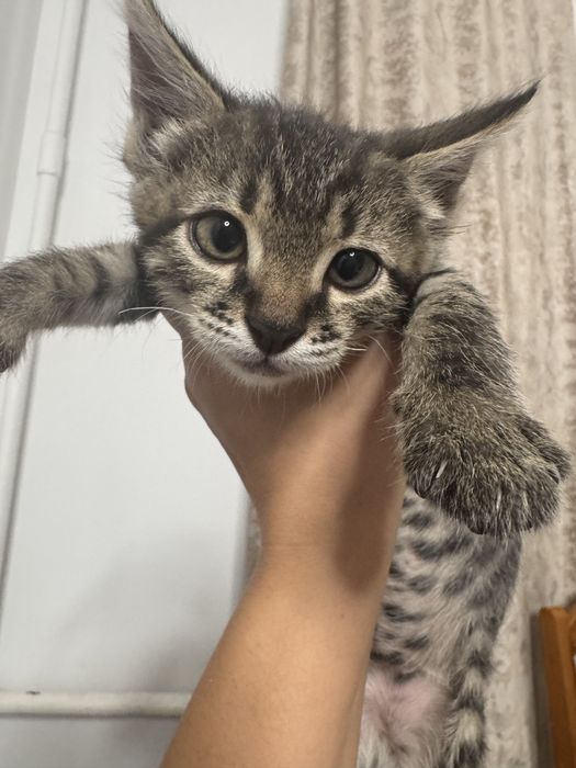 Отдам котенка в добрые руки