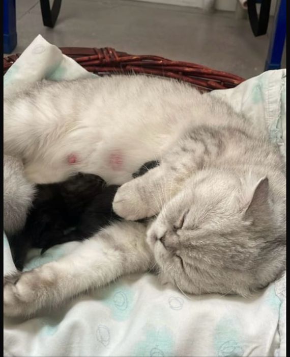 Кошка продается скоттиш фолд